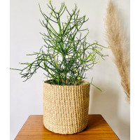 Water reed storage basket/Planter basket - Indigi Crafts